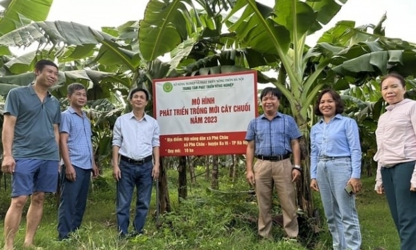 Hanoi bananas, from disappointment with Panama disease to belief in clean production